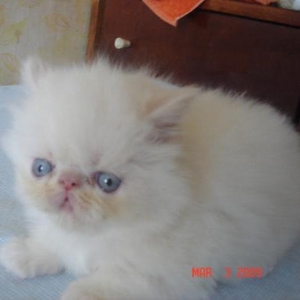 Продаются персидские котята экстремального типа.