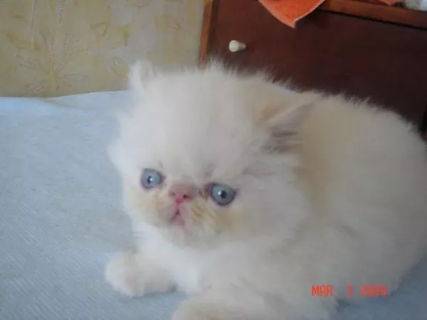 Продаются персидские котята экстремального типа.