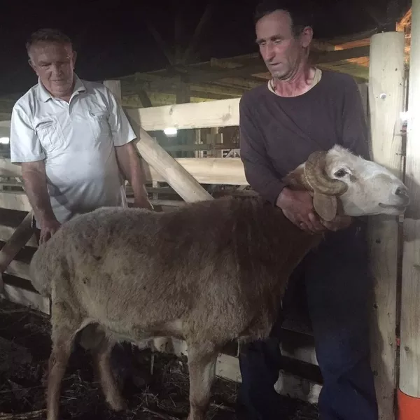 ФГ продає вівці гісарської,  кози,  цапок,  баран 2